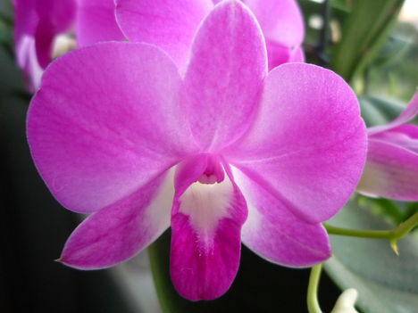 DENDROBIUM 5