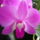 Dendrobium_5-001_1220359_8914_t