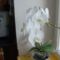 Fehér orchidea 1