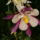 Hpim5237_1220120_4478_t