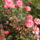 Hpim6659_1220430_1431_t