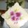 Ibolya_munkai_068_1220010_1438_t