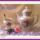 Jo_reggeltkezdodjon_jol_a_napod_1220697_2237_t