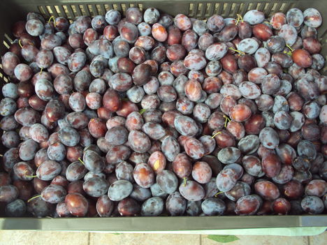 kertünkből 2011