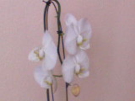 végre van orchideám