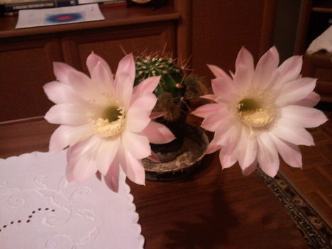 Virágok 4