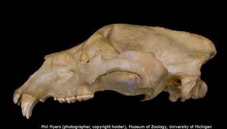 1A. A barnamedve koponyája oldalnézetből
