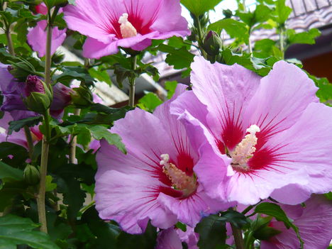Mályvacserje- rózsaszín virágú