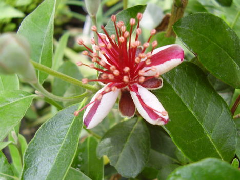 Mirtuszdió (Feijoa )