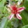Mirtuszdio_feijoa__1231007_2262_t