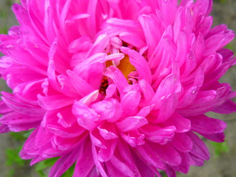 pink...