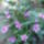 Rozsameteng_1231195_8718_t