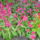 Sam_0245_1231745_7040_t