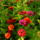 Vasrozsa_csokor_1231257_3094_t