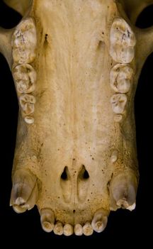 VII. A barnamedve felső fogai