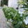 Viragaim_4_1231001_9684_t