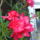 Viragaim_6_1231003_7620_t