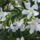 Viragaim_7_1231004_9594_t