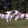 Beled_20110820-193_1232798_3845_t