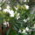 Feher_leander_1232169_6904_t