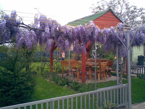 májusi csoda