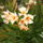 Sargas_leander_1232175_9170_t