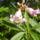 Trombitafa_chitalpa_1232809_7361_t
