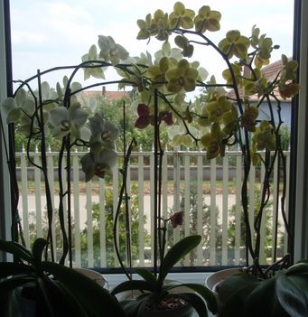 vajszínű és sárga lepkeorchidea