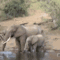 Elefántok a tónál-gif