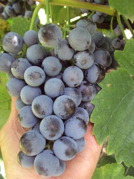 kertünkből 2011