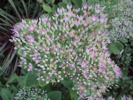 kertünkből 2011
