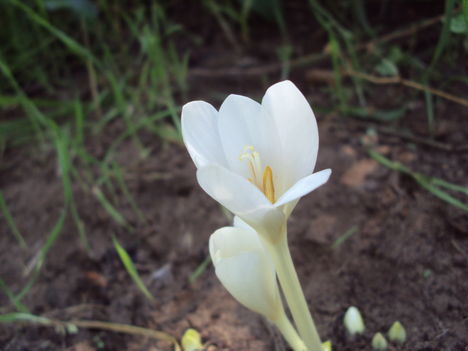kertünkből 2011