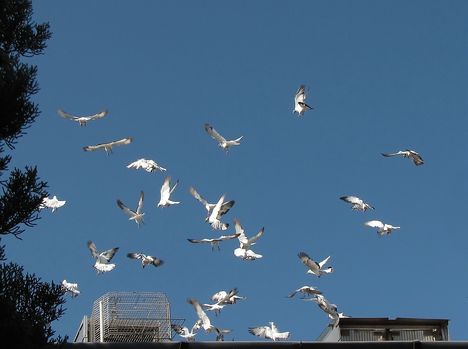 Megülő Budapesti magasröptű falkám.