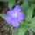 Ruellia_1233409_4330_t