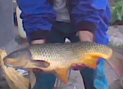 Sajó 7