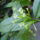 Sarga_kalapacscserje_cestrum_1233410_5189_t