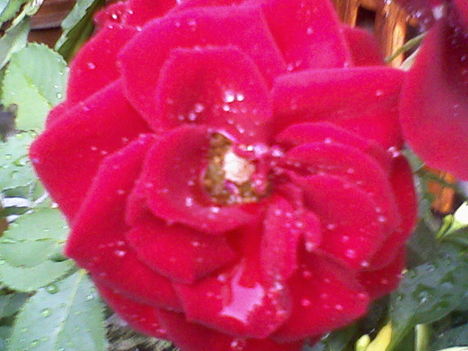vízcseppes rózsa