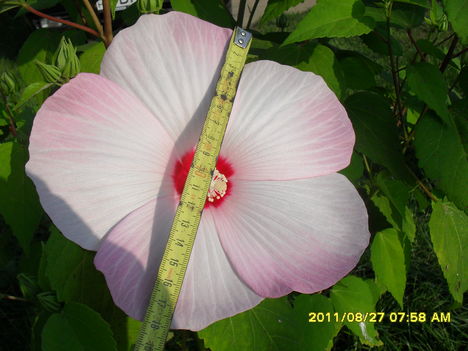Hibim virága 18cm átmérőjű