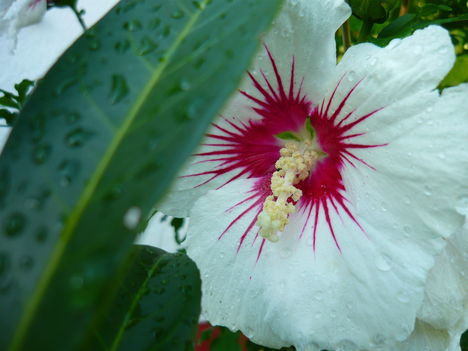 mályvacserje virága eső csepekkel