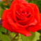 piros rózsám