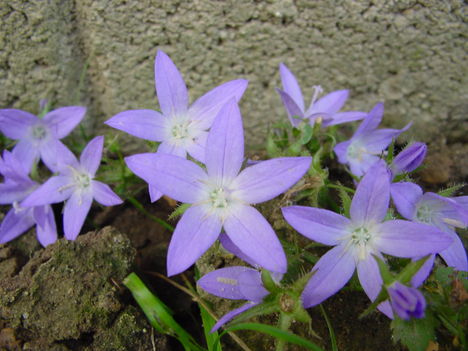 virág 051 csüngő harangvirág