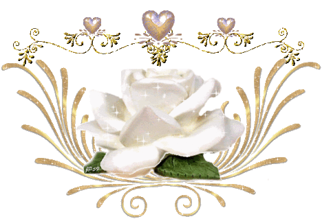 www.tvn.Fehér rózsa