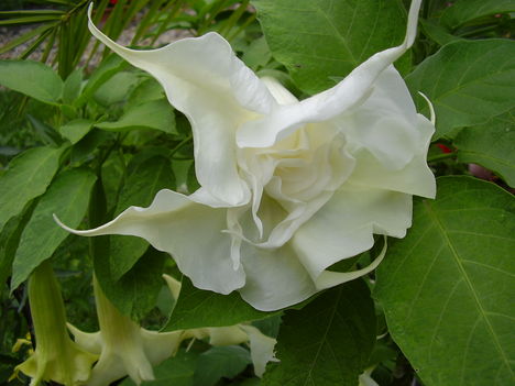 Dupla fehér Datura