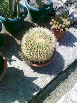 kaktusz 12