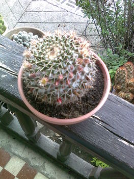 kaktusz 1
