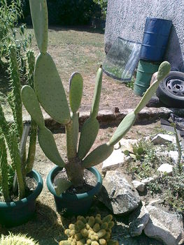 kaktusz 33