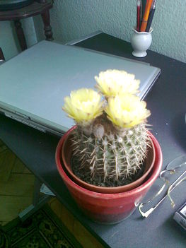 kaktusz 34