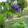 Duranta_1236306_7478_t