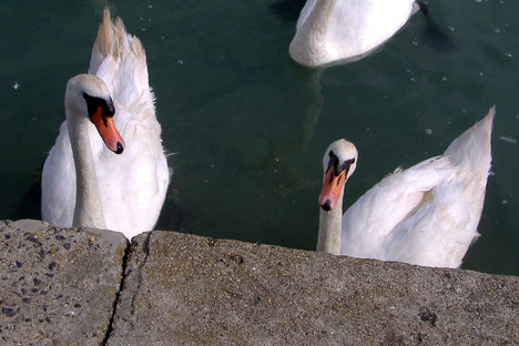 Ahogy mi szeretjük.....Balaton 23