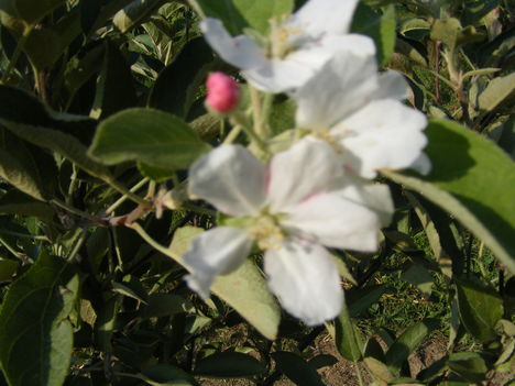 éves kis alma fa most  virágzik